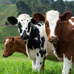 Cattle Health